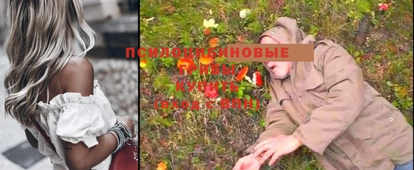 стаф Новозыбков